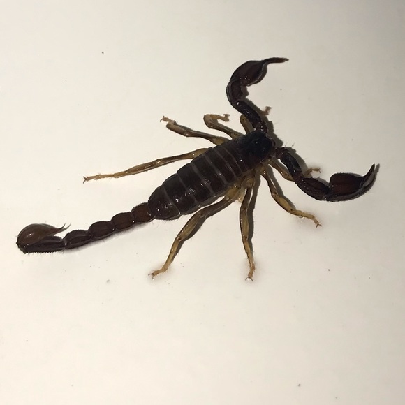 Meet your Posher, Albe - Picture 1 of 2